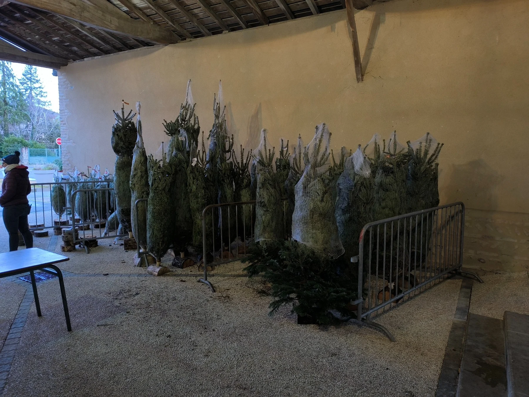 Vente de sapins 2025